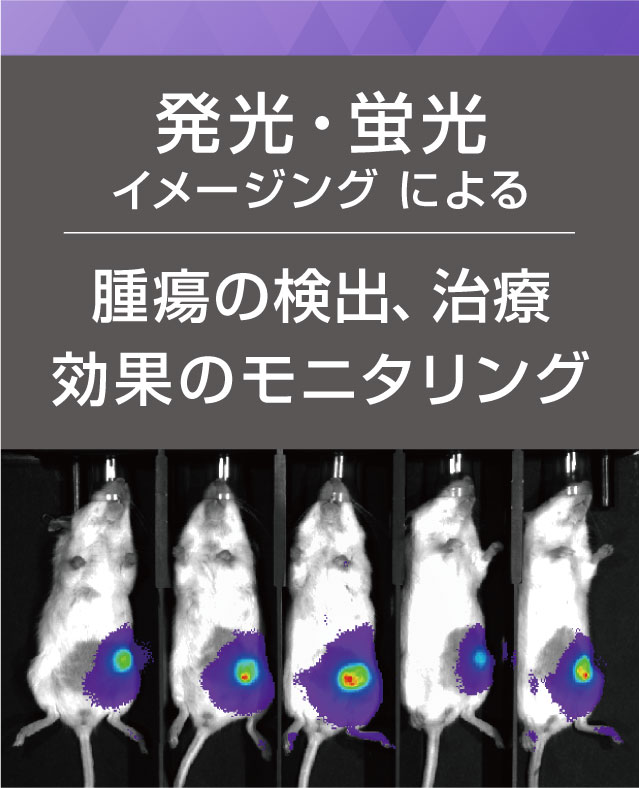 高感度発光・蛍光イメージングによる腫瘍の検出、治療効果のモニタリング