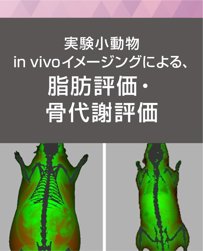 実験小動物in vivoイメージングによる脂肪評価・骨代謝評価